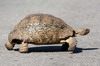 Afrique du Sud - Addo Elephant Park - Tortue lopard sur la route