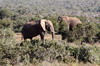 Afrique du Sud - Addo Elephant Park - Eléphants d'Afrique