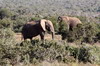 Afrique du Sud - Addo Elephant Park - Elphants d'Afrique