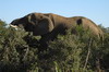 Afrique du Sud - Addo Elephant Park - Eléphant d'Afrique