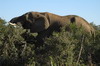 Afrique du Sud - Addo Elephant Park - Elphant d'Afrique