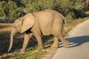 Afrique du Sud - Addo Elephant Park - Attention, traverse d'lphant