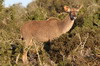 Afrique du Sud - Addo Elephant Park - Grand koudou femelle