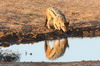 Afrique du Sud - Addo Elephant Park - Chacal  chabraque