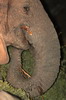 Afrique du Sud - Addo Elephant Park - Eléphant la nuit
