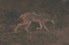 Afrique du Sud - Addo Elephant Park - Chacal à chabraque de nuit