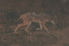 Afrique du Sud - Addo Elephant Park - Chacal  chabraque de nuit