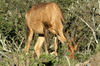 Afrique du Sud - Addo Elephant Park - Bubale du Cap