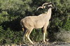 Afrique du Sud - Addo Elephant Park - Grand koudou mle