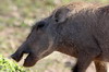Afrique du Sud - Addo Elephant Park - Phacochère