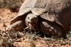 Afrique du Sud - Addo Elephant Park - Tortue lopard