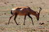 Afrique du Sud - Addo Elephant Park - Bubale du Cap