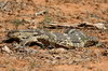 Afrique du Sud - Addo Elephant Park - Varan des steppes