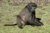 Afrique du Sud - Nature's Valley - Babouin chacma