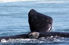 Afrique du Sud - Plettenberg Bay - Nageoire de baleine franche australe