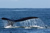 Afrique du Sud - Plettenberg Bay - Queue de baleine franche australe