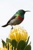 Afrique du Sud - Péninsule du Cap - Souimanga chalybée sur fleur de protéacée