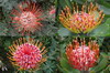 Afrique du Sud - Jardins botaniques Kirstenbosch - Protaces