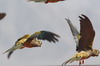 Argentine, Chili, Bolivie - Cafayate - Vol de conures de Patagonie