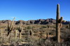 Argentine, Chili, Bolivie - Route Molinos Cachi - Premiers cactus