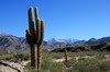 Argentine, Chili, Bolivie - Route Molinos Cachi - Cactus et premires cimes enneiges des Andes