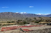 Argentine, Chili, Bolivie - Route Cachi La Poma - Piments schant devant la Cordillre des Andes