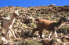 Argentine, Chili, Bolivie - Abra del Acay - Jeunes lamas