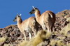 Argentine, Chili, Bolivie - Abra del Acay - Guanacos