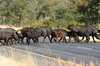 Botswana, Namibie, Zambie - Parc de Chobe Nord - Troupeau de buffles sur la route