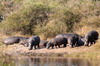 Botswana, Namibie, Zambie - Parc de Susuwe - Hippopotames