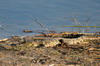 Botswana, Namibie, Zambie - Parc de Susuwe - Jeune crocodile