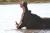 Botswana, Namibie, Zambie - Parc de Moremi - Hippopotame baillant