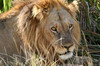 Botswana, Namibie, Zambie - Parc de Moremi - Lion