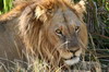 Parc de Moremi (Botswana) - Lion