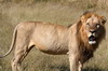 Botswana, Namibie, Zambie - Parc de Moremi - Lion