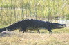 Botswana, Namibie, Zambie - Parc de Moremi - Crocodile