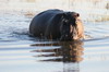 Botswana, Namibie, Zambie - Parc de Moremi - Hippopotame