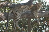 Botswana, Namibie, Zambie - Parc de Moremi - Lopard