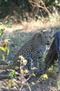 Botswana, Namibie, Zambie - Parc de Moremi - Lopard