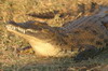 Parc de Moremi (Botswana) - Crocodile au bord de la rivire Khwai