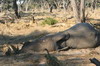 Botswana, Namibie, Zambie - Parc de Moremi - Lionne dégustant une trompe d'éléphant