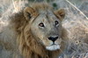 Botswana, Namibie, Zambie - Parc de Moremi - Lion