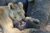Botswana, Namibie, Zambie - Parc de Moremi - Lionne dégustant une trompe d'éléphant