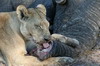 Botswana, Namibie, Zambie - Parc de Moremi - Lionne dgustant une trompe d'lphant