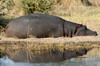 Botswana, Namibie, Zambie - Parc de Moremi - Hippopotame