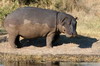 Botswana, Namibie, Zambie - Parc de Moremi - Hippopotame
