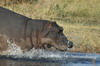 Botswana, Namibie, Zambie - Parc de Moremi - Hippopotame retournant à la rivière Khwai