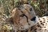 Parc de Chobe (Savuti) (Botswana) - Gupard