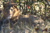 Botswana, Namibie, Zambie - Parc de Chobe (Savuti) - Lion