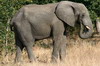 Botswana, Namibie, Zambie - Parc de Chobe Nord - Elphant mle